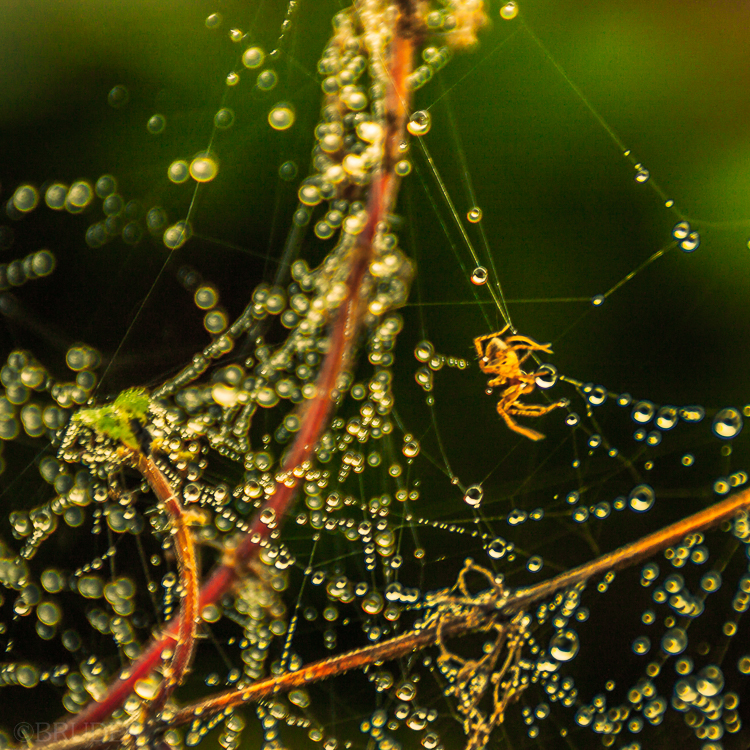 spider and dew_1